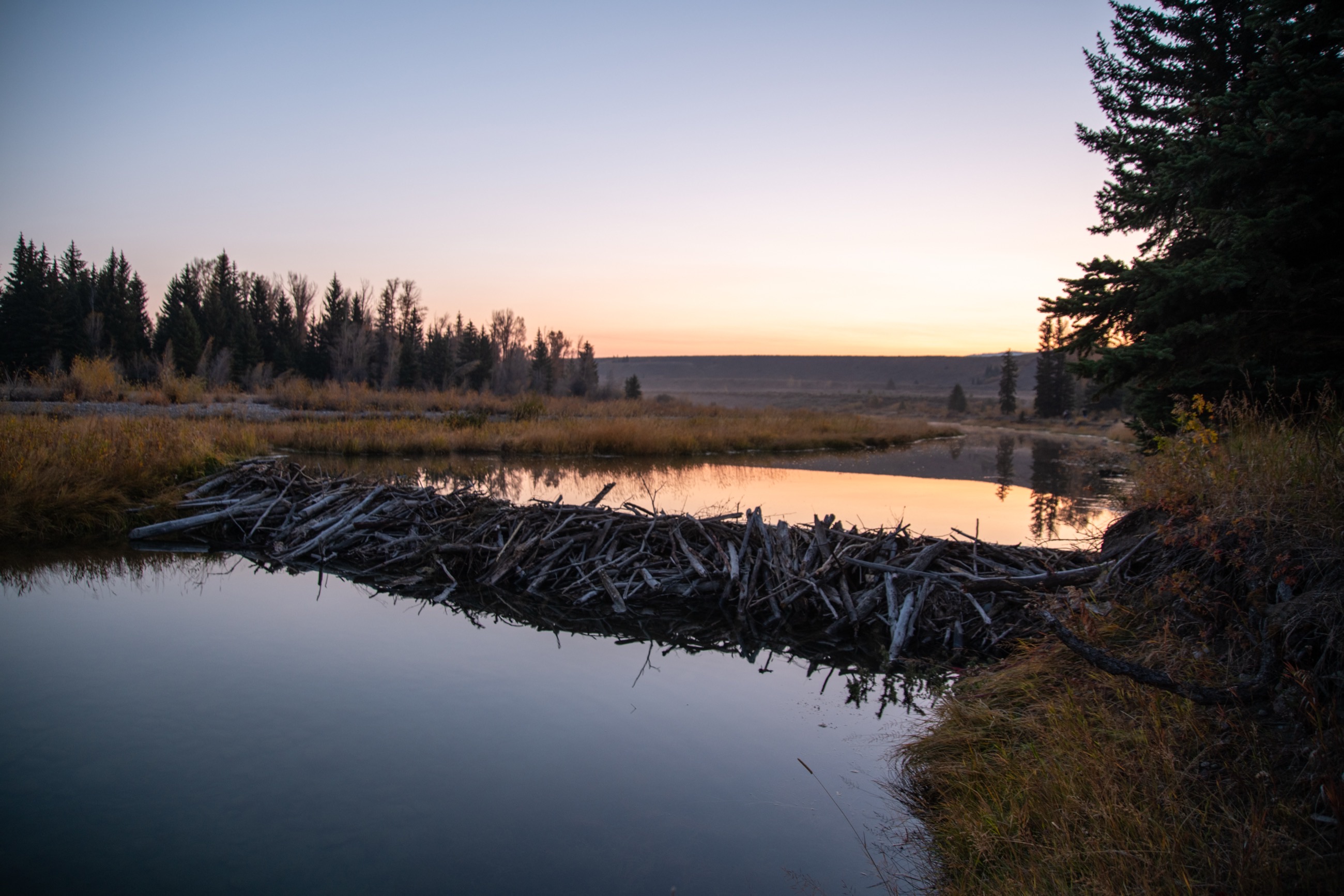 Beaver Dam Backlit - Grand Teton National Park